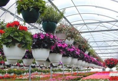 常見花草與豆類作物的栽培技術指南