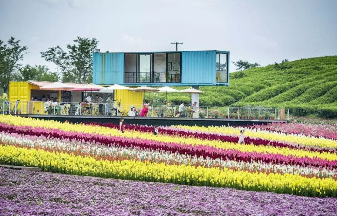 創新驅動未來 花卉與豆類種植新動向探索