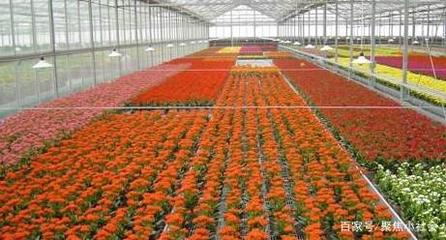 從農田到花園 花卉種植業如何助力農戶轉型為專業花匠