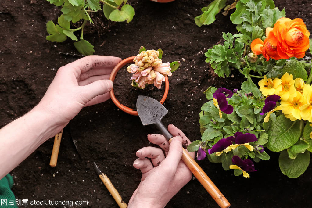風(fēng)信子花的種植與養(yǎng)護(hù)指南 女性花友的優(yōu)雅之選